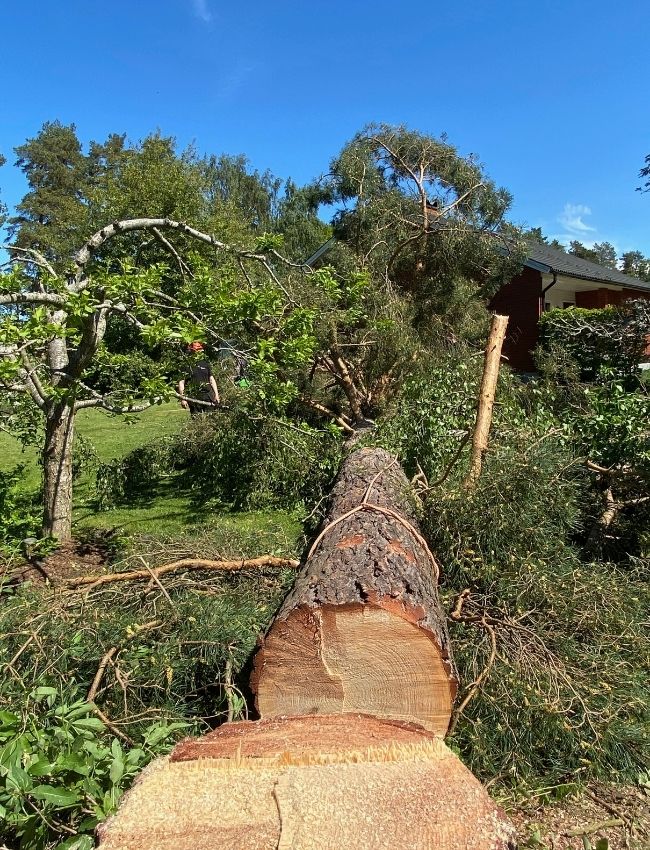 markträdfällning kultes gård