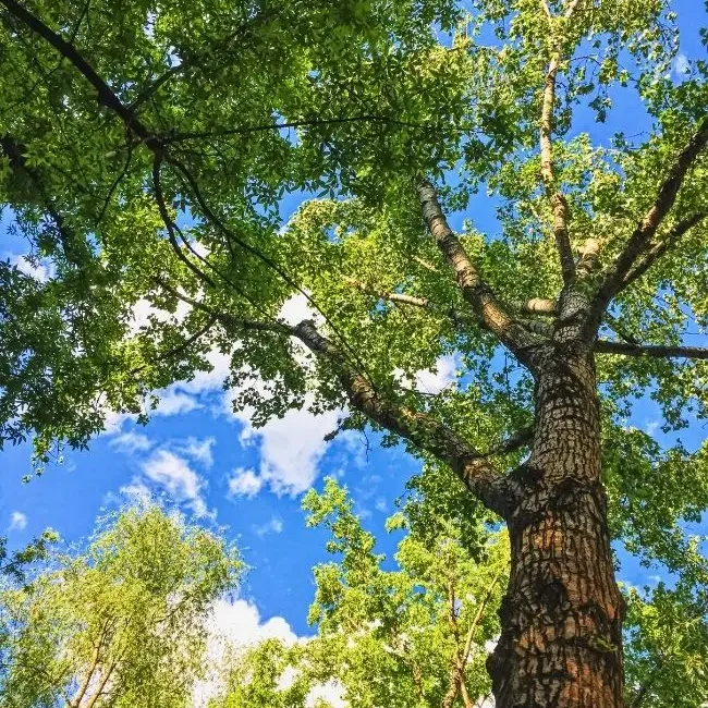 Arborist i Skövde
